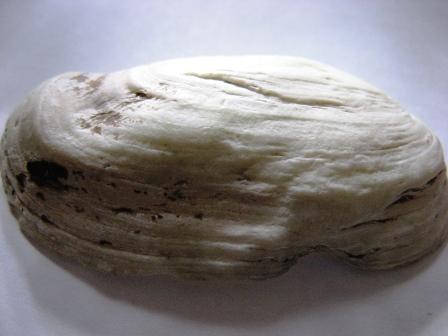 Bivalve che cos''� grazie tantissimo!